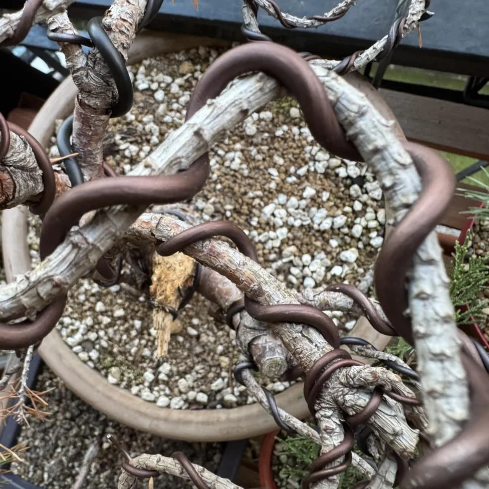 ULISSE® BonsaiPro Aluminium Optima - Filo per Bonsai Brunito - Modellabile e Resistente - Vari Diametri - 500g - per Modellare e Correggere la Forma dei Rami - Attrezzi Bonsai Professionali (5,5 mm)