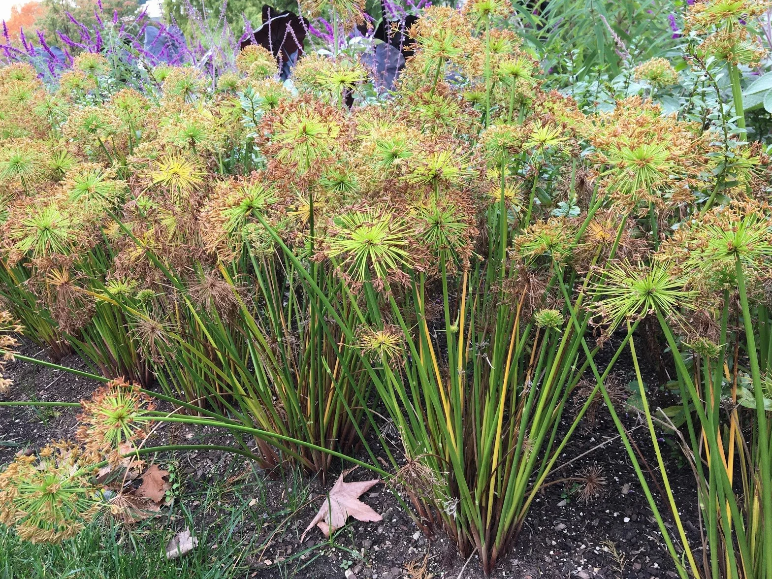 1 PIANTA DI CYPERUS HASPAN PAPIRO IN VASO 12CM