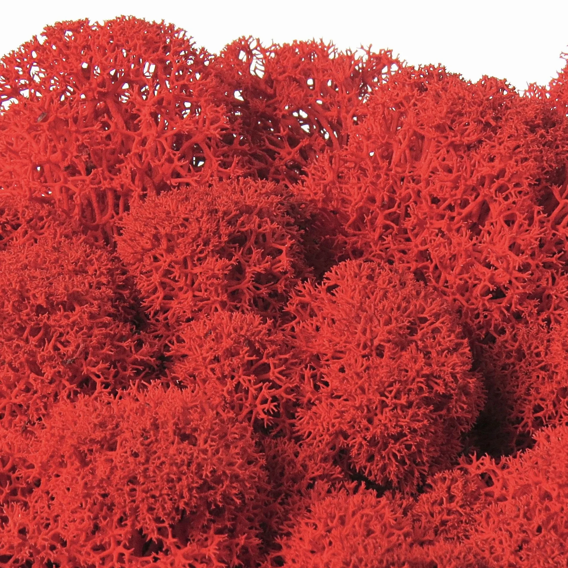 Lichene stabilizzato Sfuso colorato - Muschio Nordico Decorativo 100% Naturale e Vero - Muschio di Renna - Muschio d'islanda - Moss - Preserved Moss - Hobby e Fai da Te (Rosso, 200 gr)