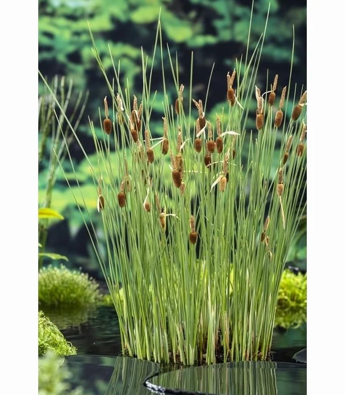 PIANTE DA FITODEPURAZIONE per laghetto da giardino, pond, minipond, vasche con pesci, laghetti balneabili, stagni. (CYPERUS ALTERNIFOLIUS - falso papiro)