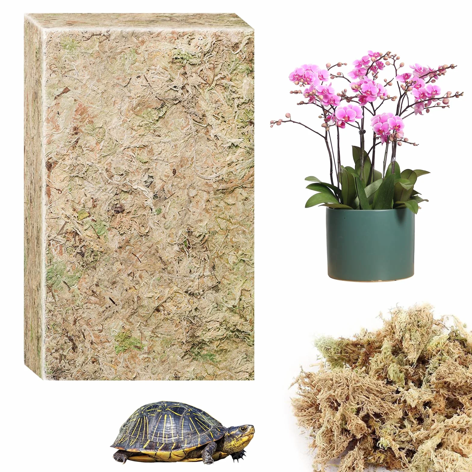 CONNECTION 190g Naturale Sfagno Muschio Secco Muschio di Sfagno per Piante Natural Fotrest Moss Sfagno Vivo per Idrocolture Bonsai Orchidee Giardino Decorazione Terrario Rettili