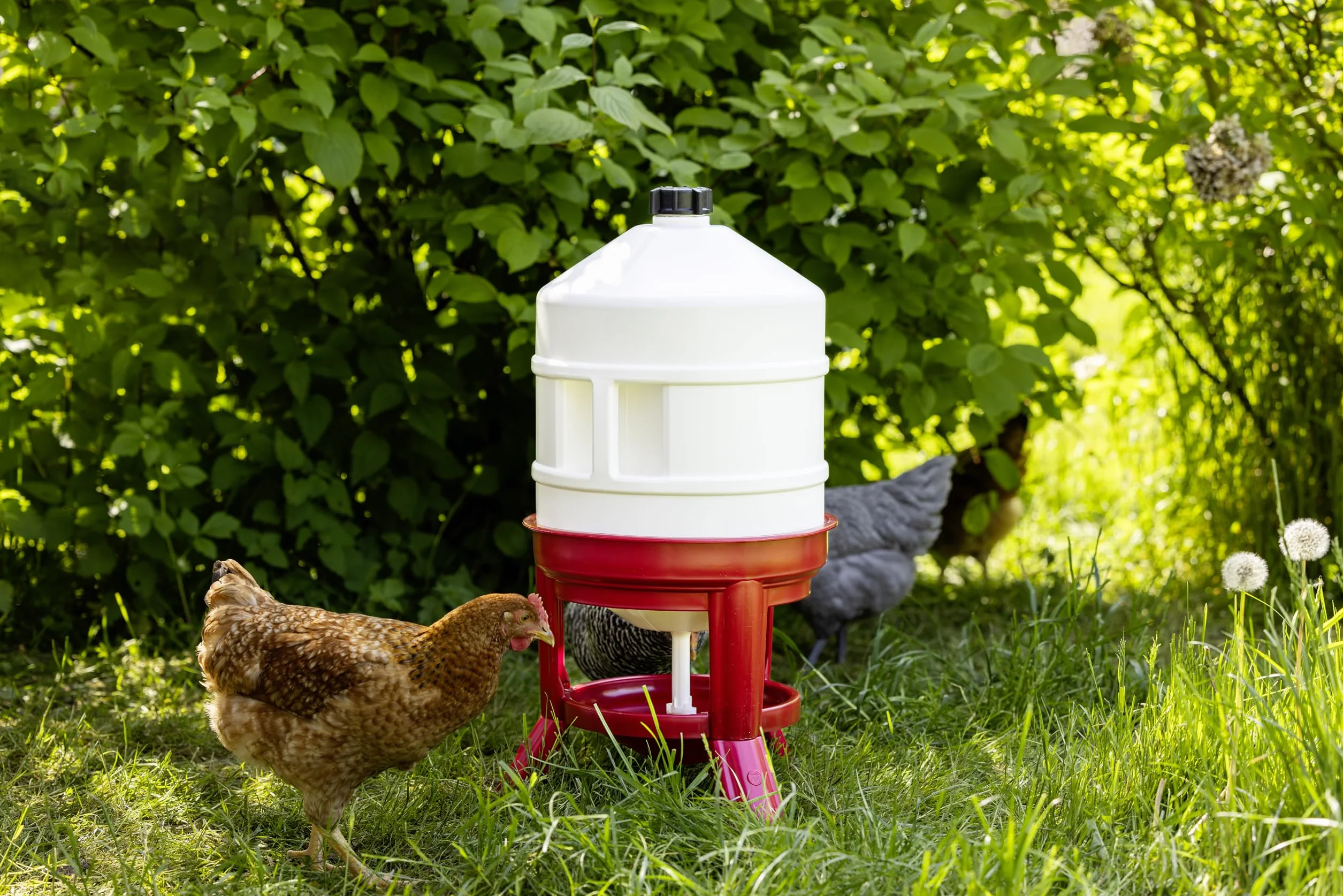 Abbeveratoio a Serbatoio in Plastica 30L Bianco Rosso