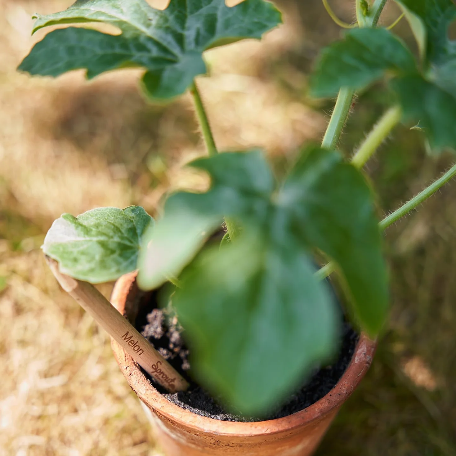 Sprout World Matite Piantabili EVERYDAY EARTH 12 Matite Grafite 6 Semi Fiori Erbe Frutta Incise Pensieri Ispiratori HB